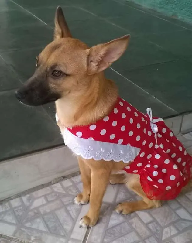 Cachorro ra a SRD idade 1 ano nome Maia