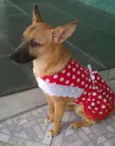 Maia