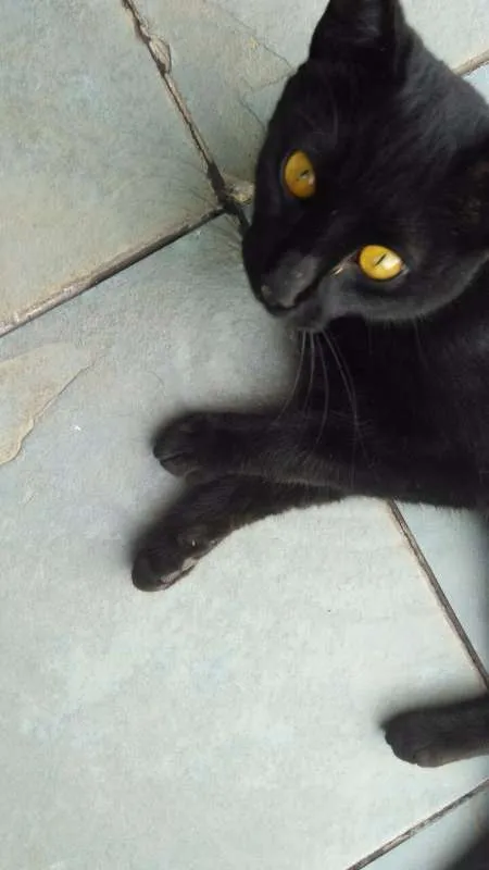 Gato ra a Não identificada idade 2 anos nome Ainda sem nome