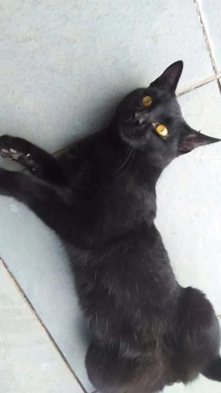 Gato ra a Não identificada idade 2 anos nome Ainda sem nome