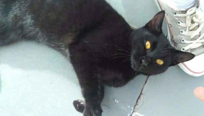 Gato ra a Não identificada idade 2 anos nome Ainda sem nome