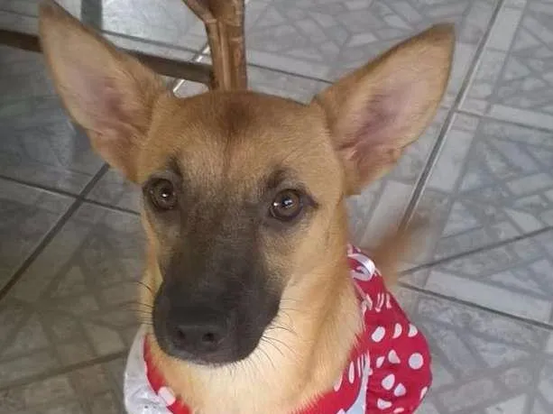 Cachorro ra a SRD idade 1 ano nome Maia