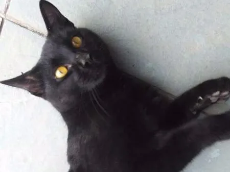 Gato ra a Não identificada idade 2 anos nome Ainda sem nome