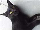 Gato raça Não identificada idade 2 anos nome Ainda sem nome