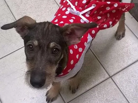 Cachorro ra a SRD idade 2 a 6 meses nome Estrela