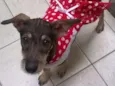 Estrela