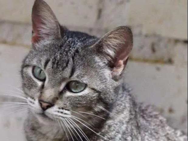Gato ra a  idade 2 anos nome Agatha