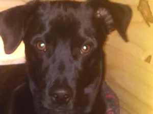 Cachorro raça SRD idade 7 a 11 meses nome Hulk