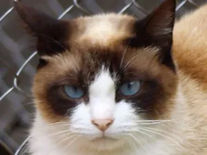 Gato raça  idade 2 anos nome Joana