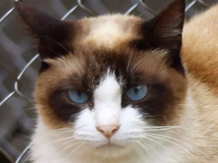 Gato ra a  idade 2 anos nome Joana