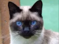 Stella