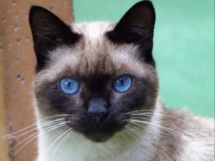 Gato ra a  idade 2 anos nome Stella