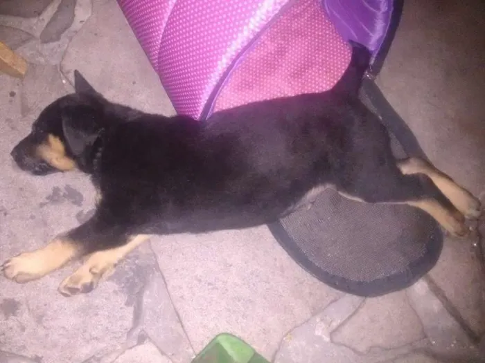 Cachorro ra a Sem raça definida idade Abaixo de 2 meses nome Sem Nome