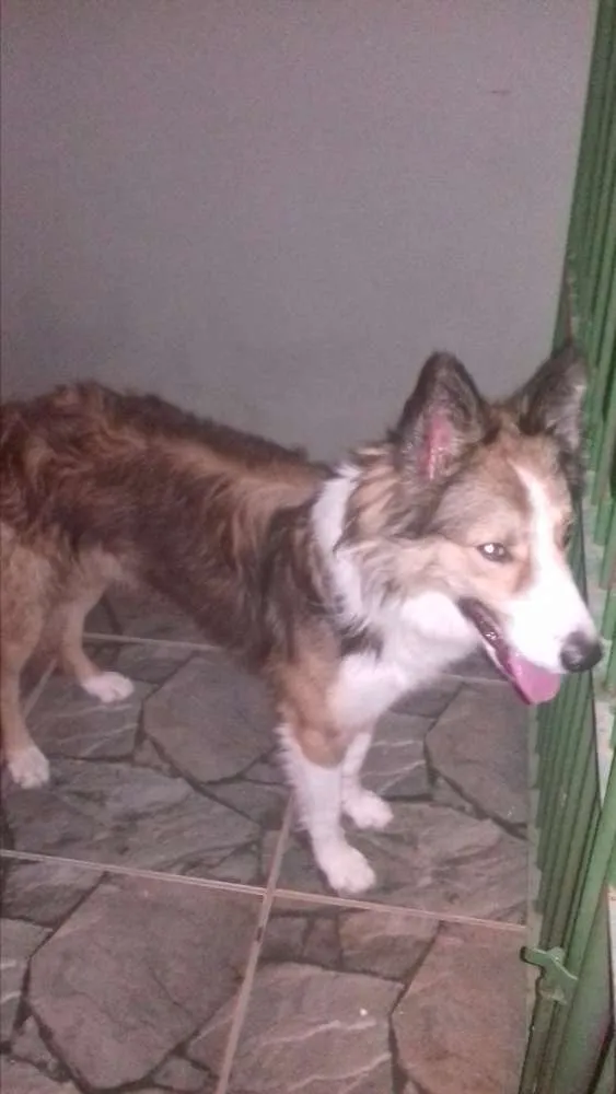 Cachorro ra a  bull cooler  idade 1 ano nome joe