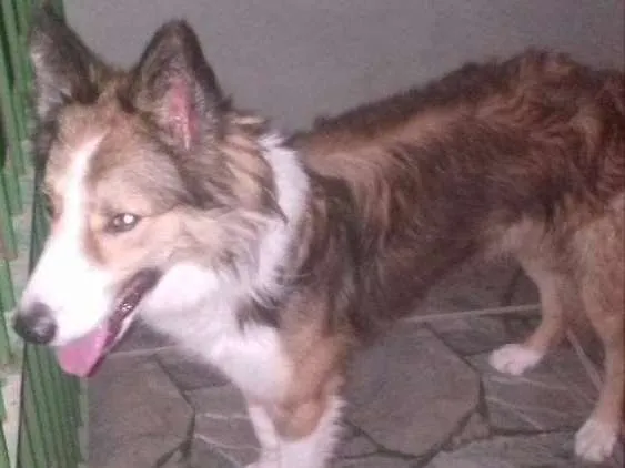 Cachorro ra a  bull cooler  idade 1 ano nome joe