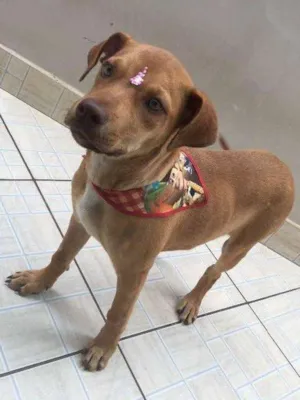 Cachorro raça SRD idade 2 a 6 meses nome Guria