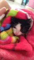 Pequena