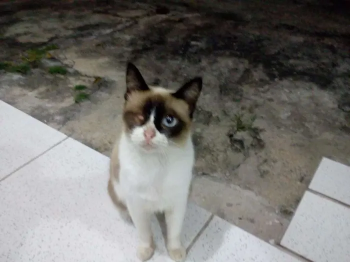 Gato ra a Siamês idade 1 ano nome Sem Nome