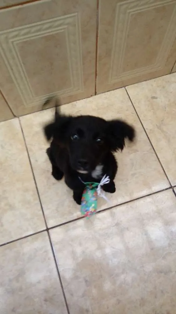 Cachorro ra a SRD idade 2 a 6 meses nome Não tem nome