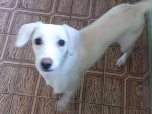 Cachorro raça SRD idade 7 a 11 meses nome Luna