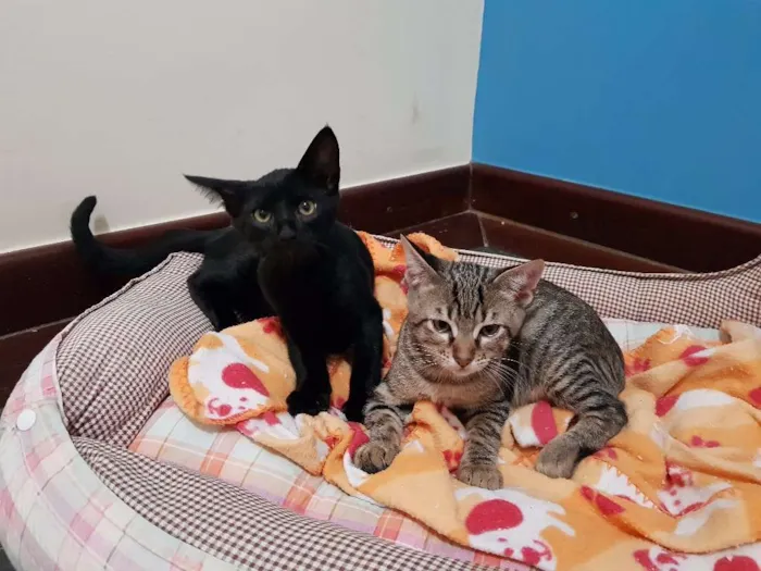 Gato ra a Mistura bengall idade 2 a 6 meses nome Tgre