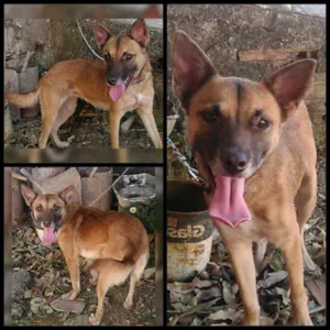 Cachorro raça Vira-lata idade 7 a 11 meses nome Belinha 