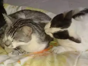 Gato raça Vira lata idade 3 anos nome Chorao e paçoca 
