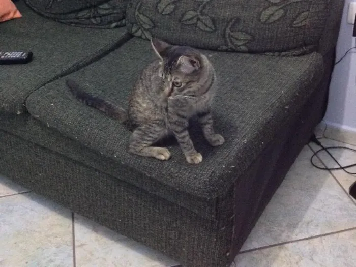 Gato ra a Srd idade 2 a 6 meses nome Sarah
