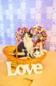 Kit-Kat & Luke