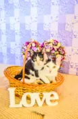 Kit-Kat & Luke