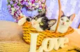 Kit-Kat & Luke