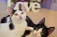 Kit-Kat & Luke