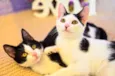 Kit-Kat & Luke