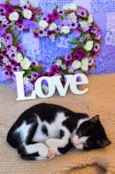 Kit-Kat & Luke