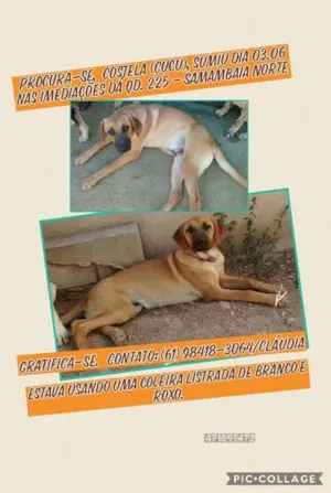 Cachorro raça SRD idade 2 a 6 meses nome Costela (Cucu) GRATIFICA