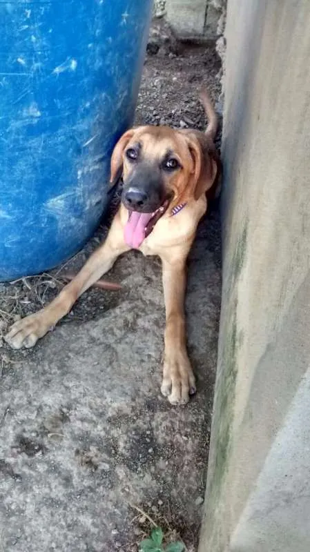 Cachorro ra a SRD idade 2 a 6 meses nome Costela (Cucu) GRATIFICA