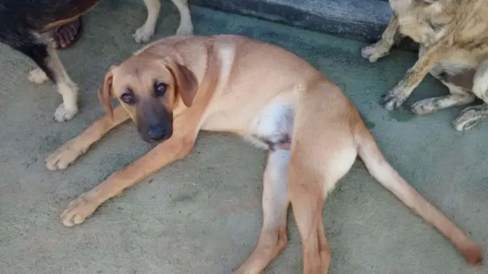 Cachorro ra a SRD idade 2 a 6 meses nome Costela (Cucu) GRATIFICA