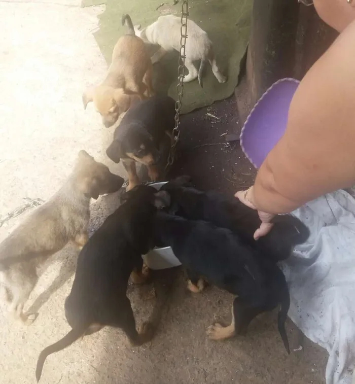 Cachorro ra a Vira lata idade 2 a 6 meses nome Filhotes