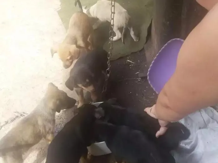 Cachorro ra a Vira lata idade 2 a 6 meses nome Filhotes