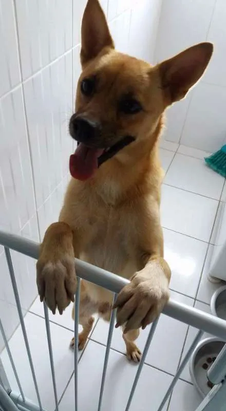 Cachorro ra a SRD idade 1 ano nome Scooby