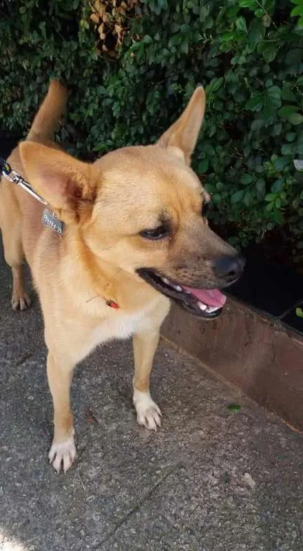 Cachorro ra a SRD idade 1 ano nome Scooby