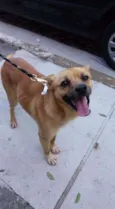 Scooby