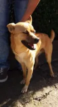 Scooby