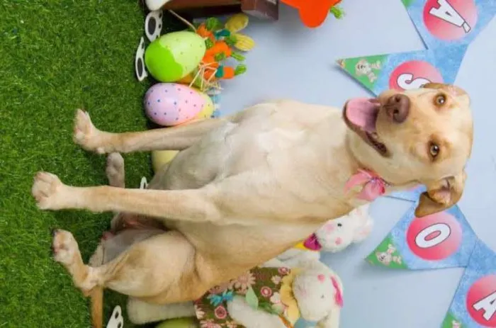 Cachorro ra a Labrador idade 1 ano nome Luna