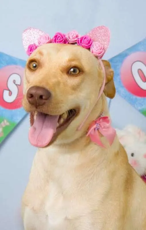 Cachorro ra a Labrador idade 1 ano nome Luna