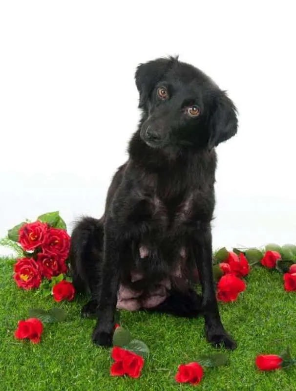 Cachorro ra a Cocker idade 1 ano nome Luna