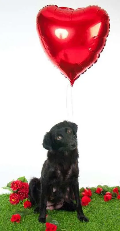 Cachorro ra a Cocker idade 1 ano nome Luna
