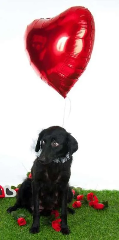 Cachorro ra a Cocker idade 1 ano nome Luna