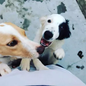 Cachorro raça Sem raça definida idade 7 a 11 meses nome Lilly e Jack 