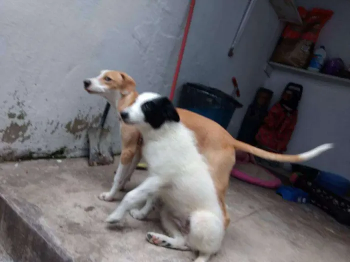 Cachorro ra a Sem raça definida idade 7 a 11 meses nome Lilly e Jack 